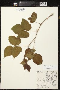 Image of Rubus vagus