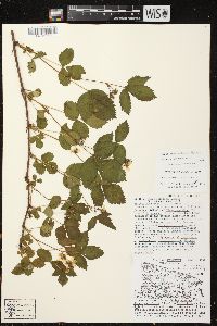 Rubus vermontanus image