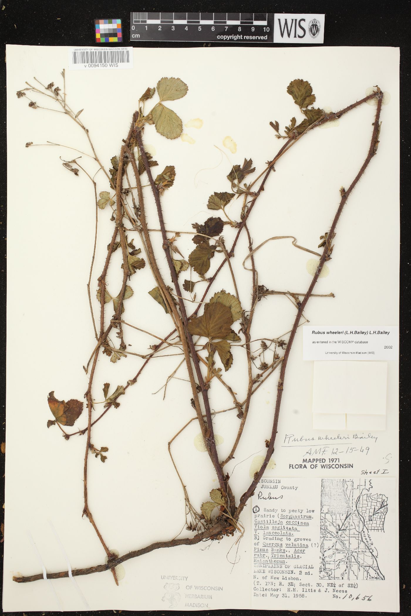 Rubus wheeleri image