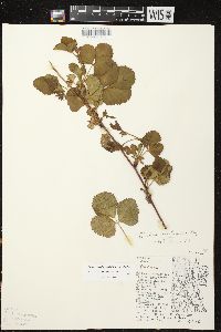 Rubus wheeleri image