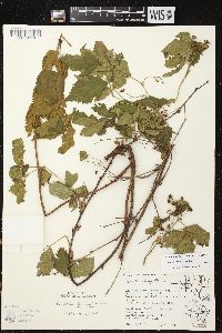 Rubus wheeleri image