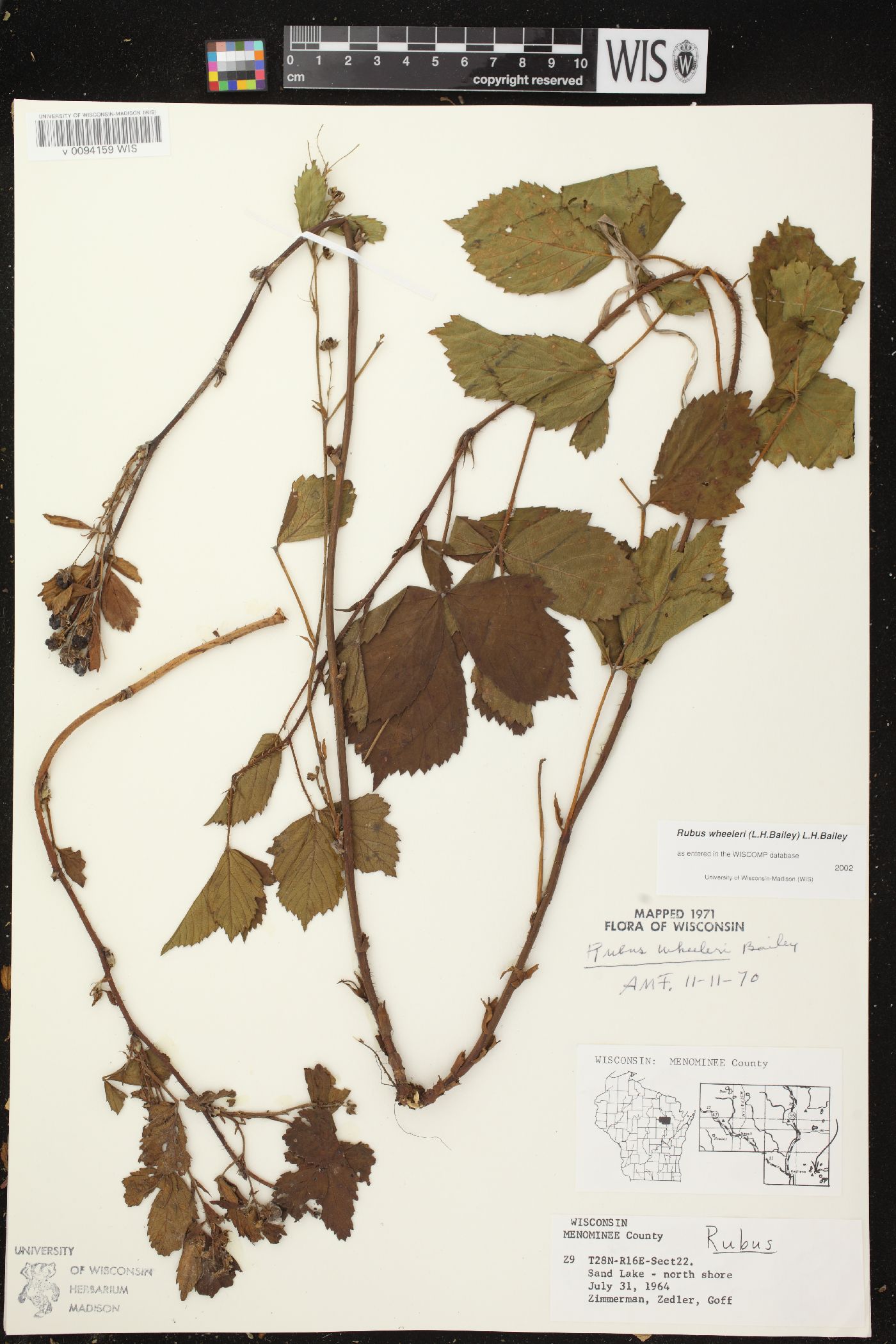 Rubus wheeleri image