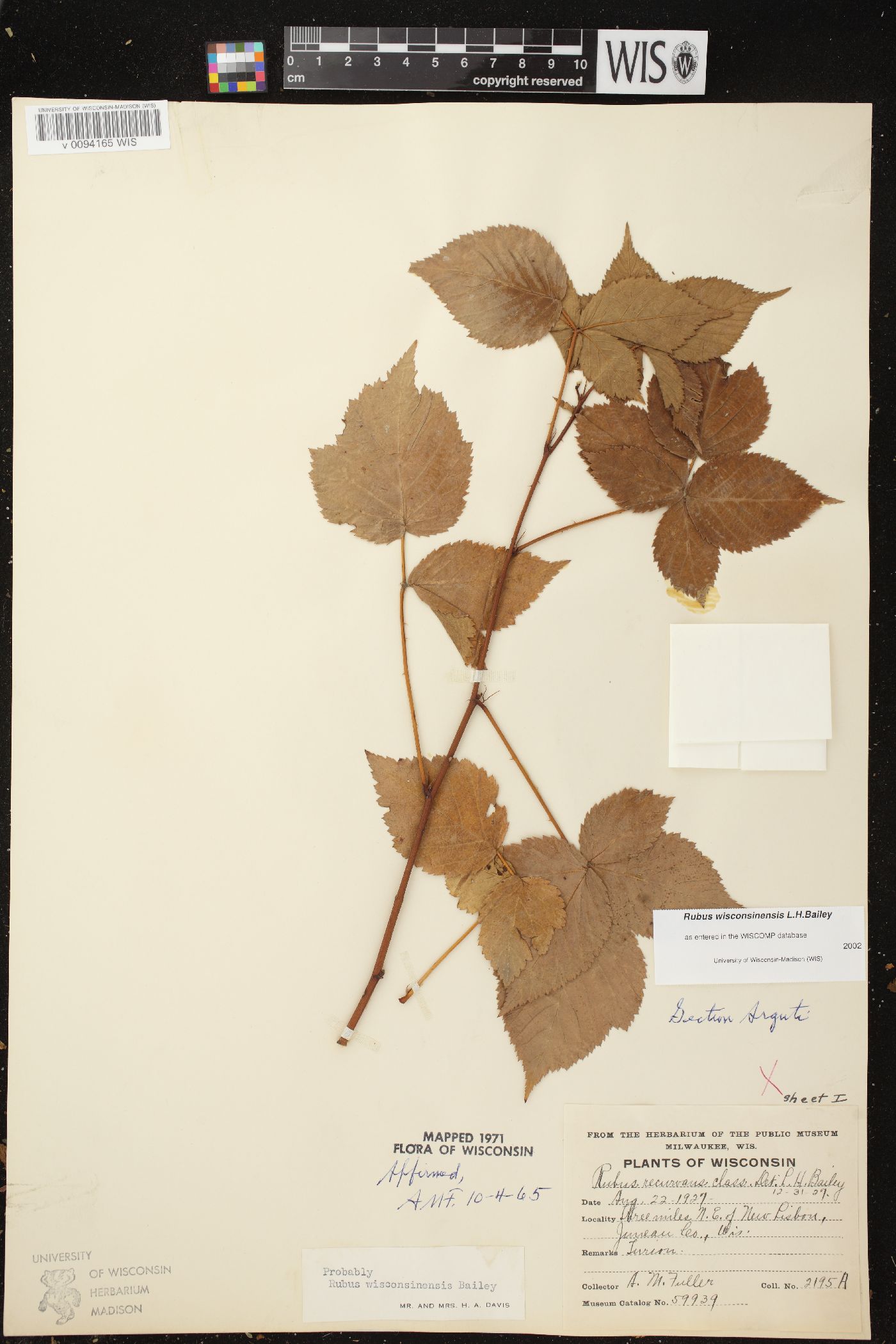 Rubus wisconsinensis image