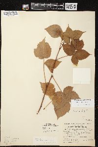 Rubus wisconsinensis image