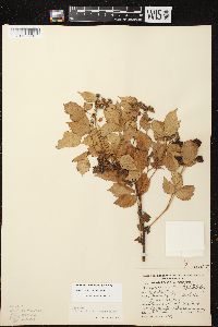 Rubus wisconsinensis image