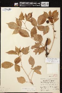 Rubus wisconsinensis image