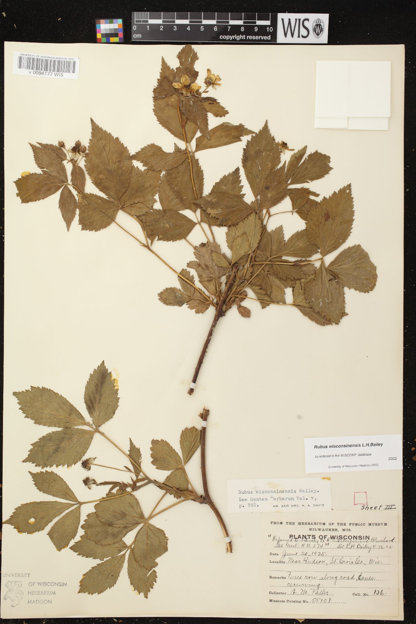 Rubus wisconsinensis image