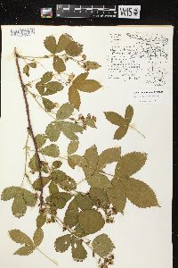 Image of Rubus wisconsinensis