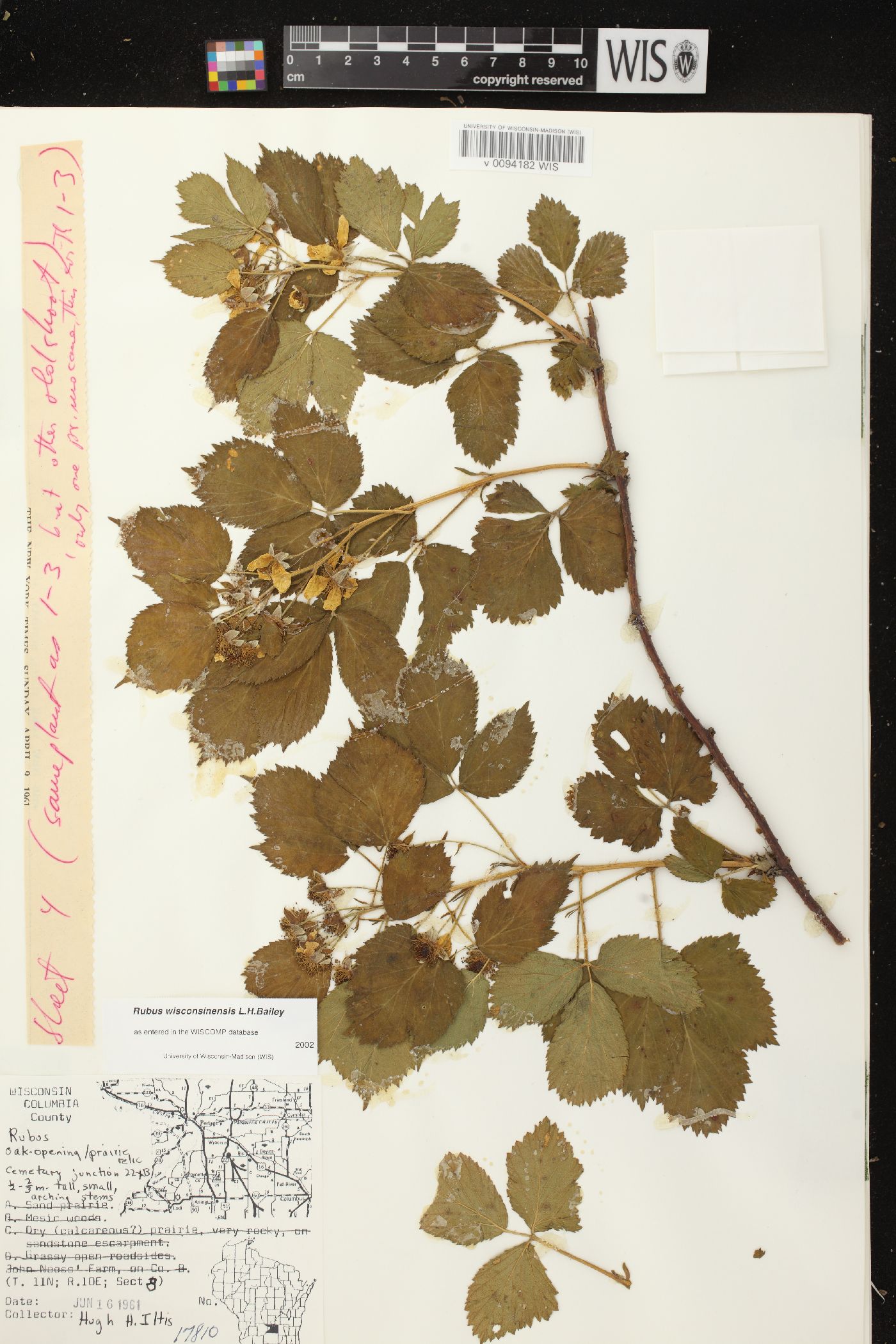 Rubus wisconsinensis image