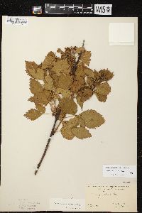 Rubus wisconsinensis image