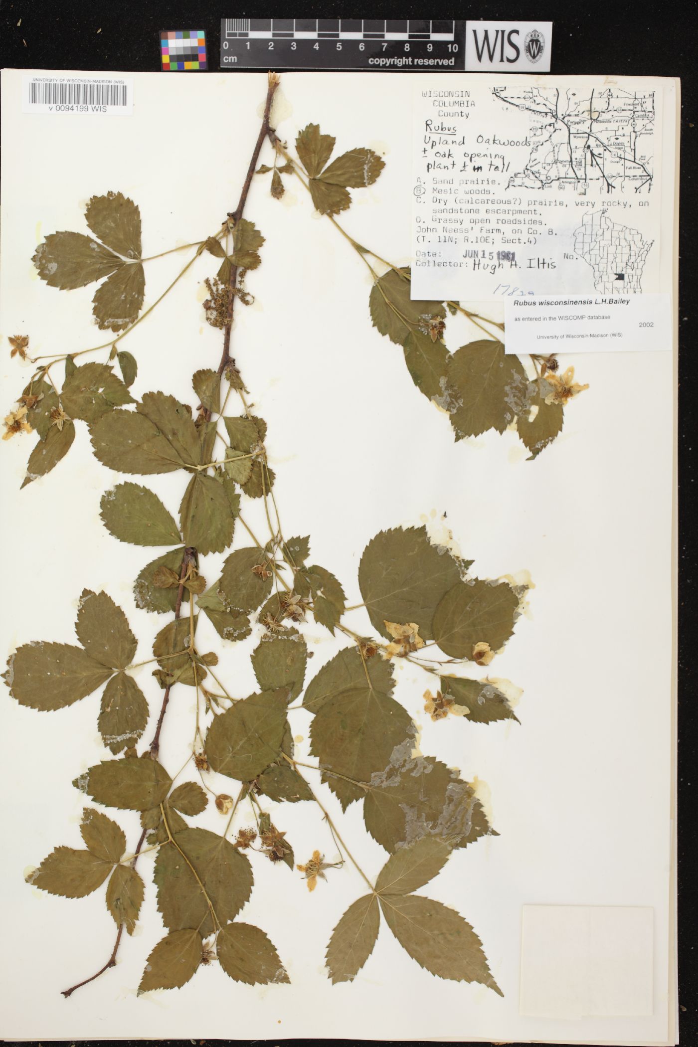 Rubus wisconsinensis image