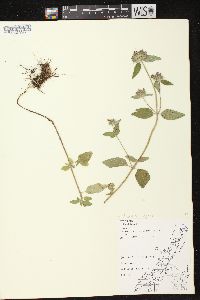 Clinopodium vulgare image