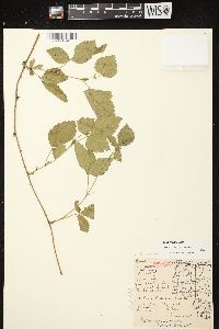 Rubus enslenii image