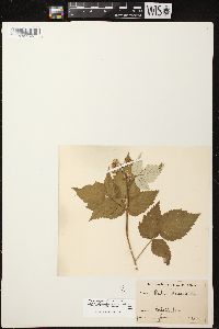 Rubus occidentalis image