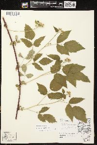 Rubus occidentalis image