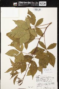 Rubus semisetosus image