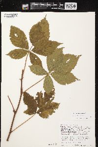 Rubus semisetosus image