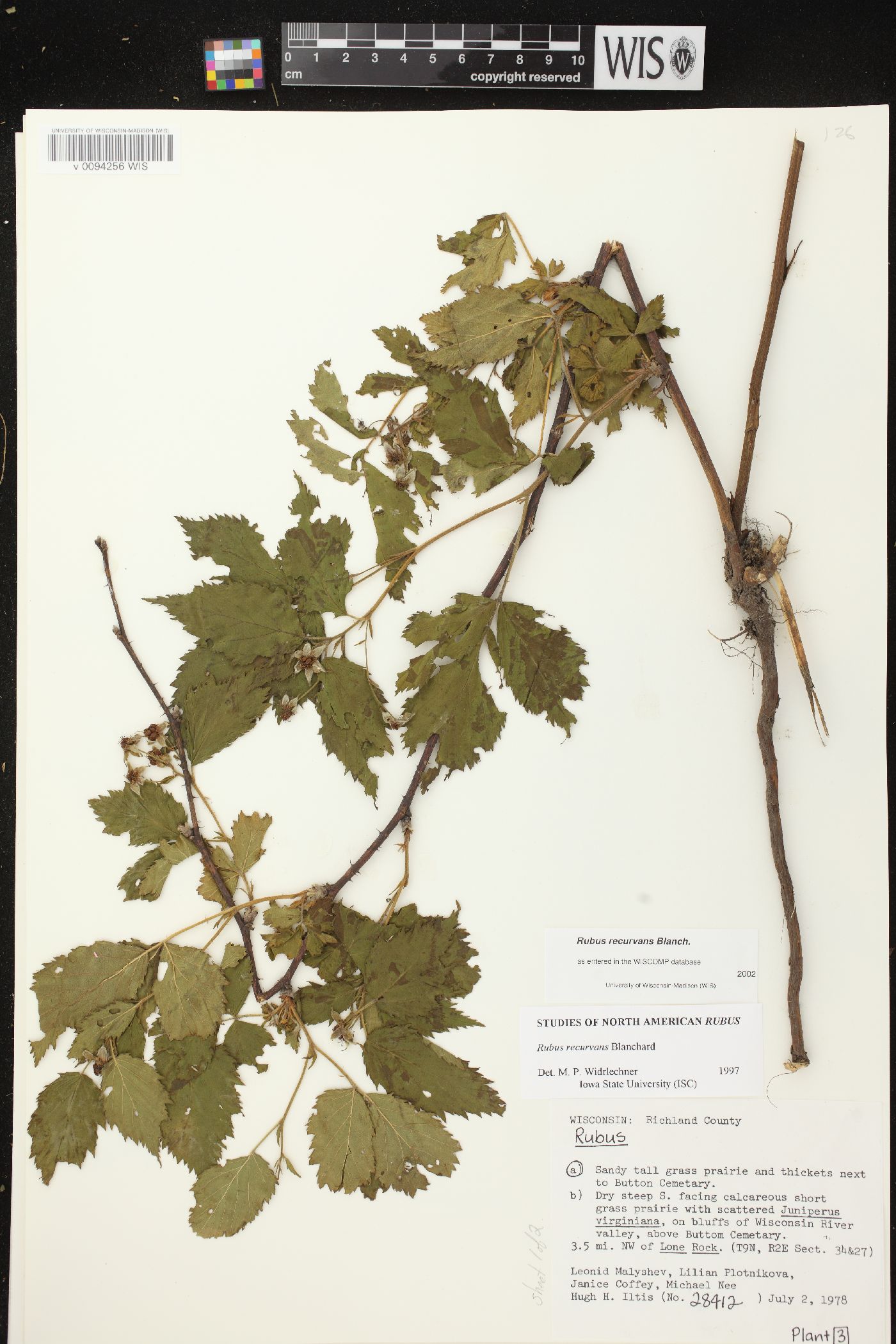 Rubus recurvans image