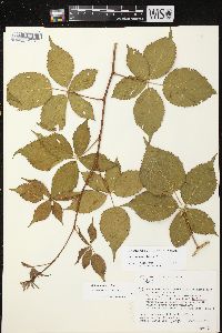 Rubus recurvans image