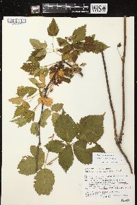 Rubus recurvans image