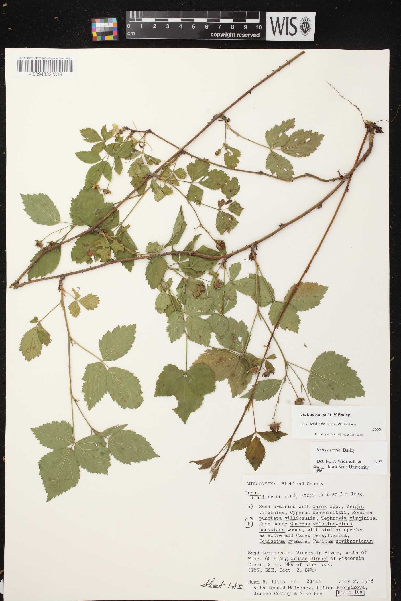 Rubus steelei image