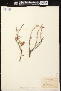 Prunus pumila image