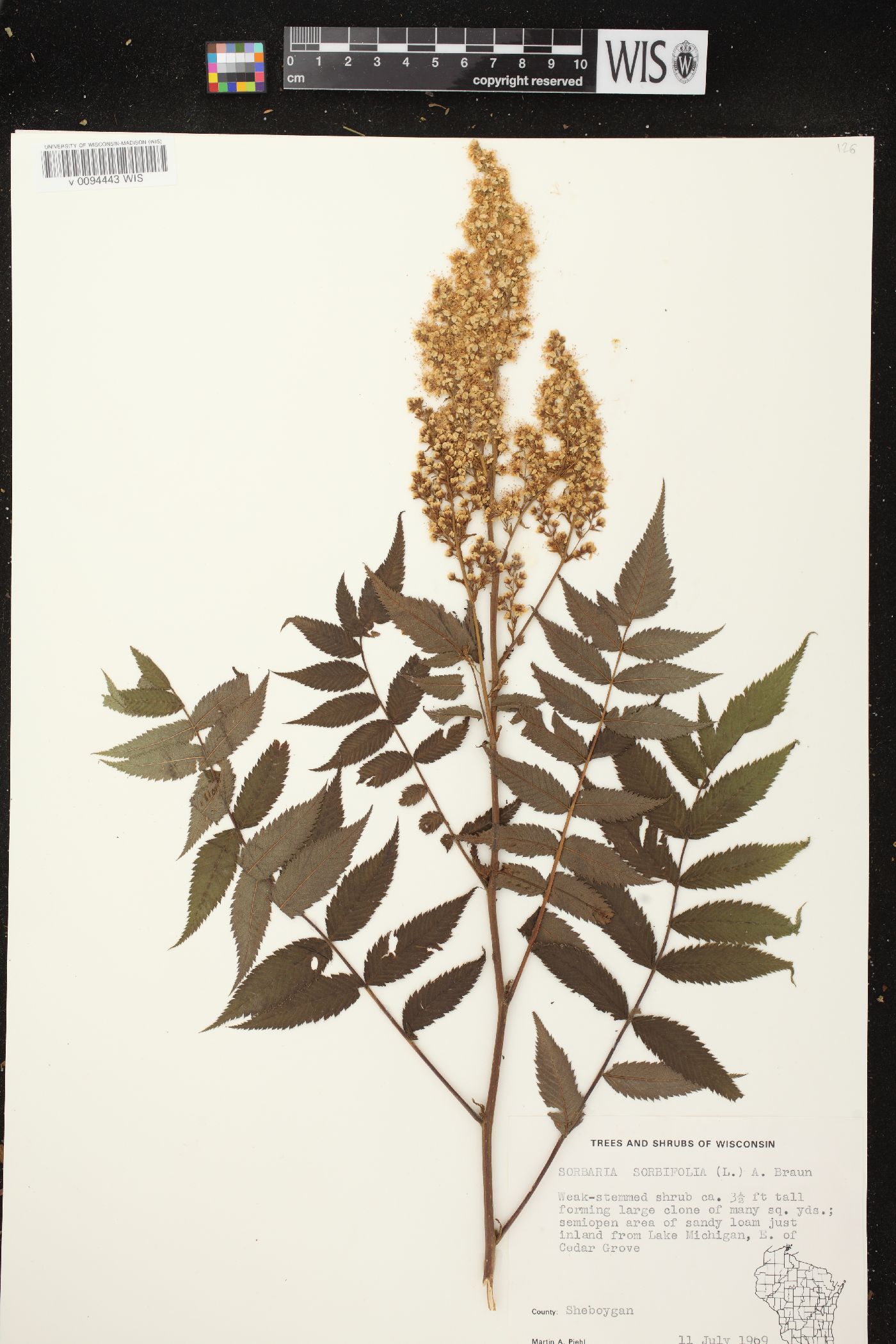 Sorbaria sorbifolia image