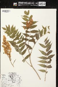 Sorbaria sorbifolia image