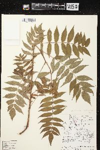 Sorbaria sorbifolia image