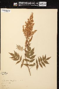 Sorbaria sorbifolia image