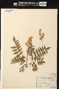 Sorbaria sorbifolia image