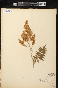 Sorbaria sorbifolia image