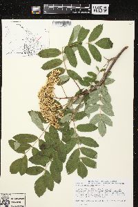 Sorbus decora image