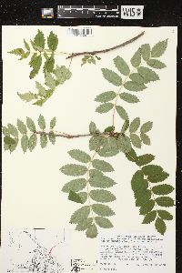 Sorbus decora image