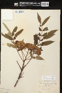 Sorbus americana image