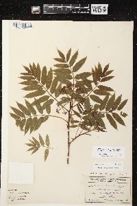 Sorbus americana image