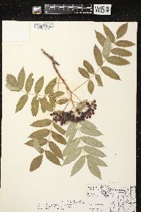 Sorbus americana image