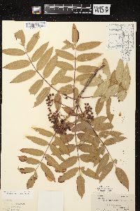 Sorbus americana image