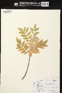 Sorbus americana image