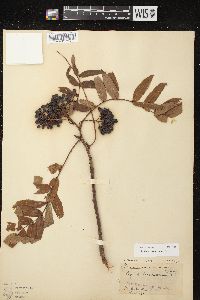 Sorbus americana image