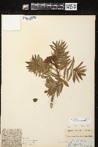 Sorbus americana image