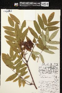 Sorbus americana image