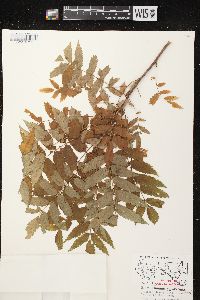 Sorbus americana image