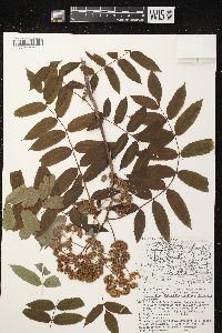 Sorbus americana image