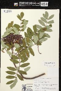 Sorbus decora image