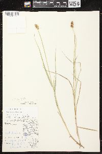 Carex cristatella image