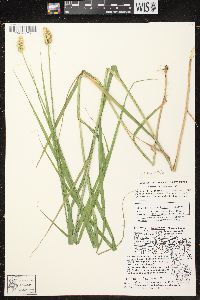 Carex cristatella image