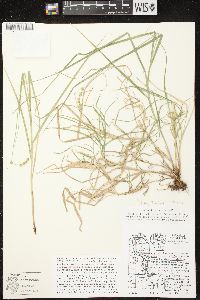 Carex projecta image