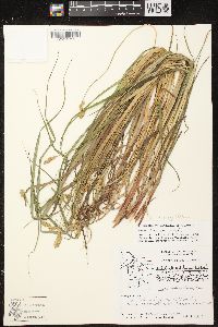 Carex projecta image