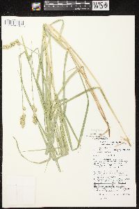 Carex projecta image